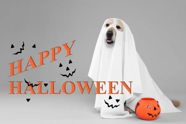 Happy Halloween from Mark1Mortgage